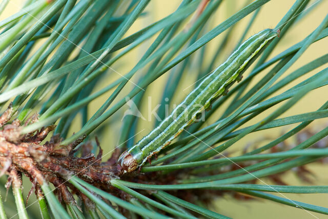Pine Beauty (Panolis flammea)