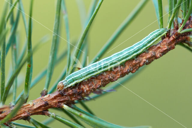 Pine Beauty (Panolis flammea)