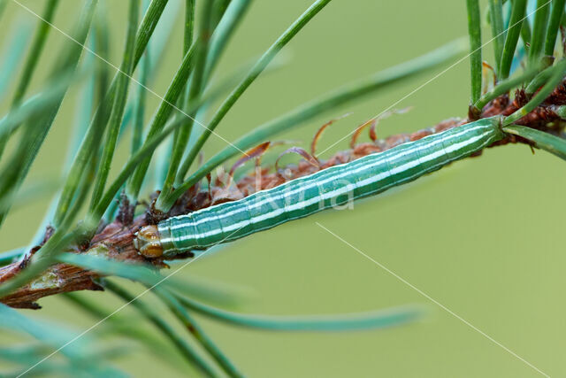 Pine Beauty (Panolis flammea)