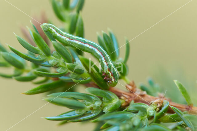 Jeneverbesspanner (Thera juniperata)