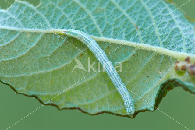 Small Seraphim (Pterapherapteryx sexalata)