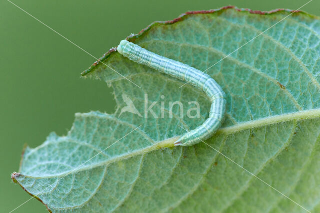 Small Seraphim (Pterapherapteryx sexalata)