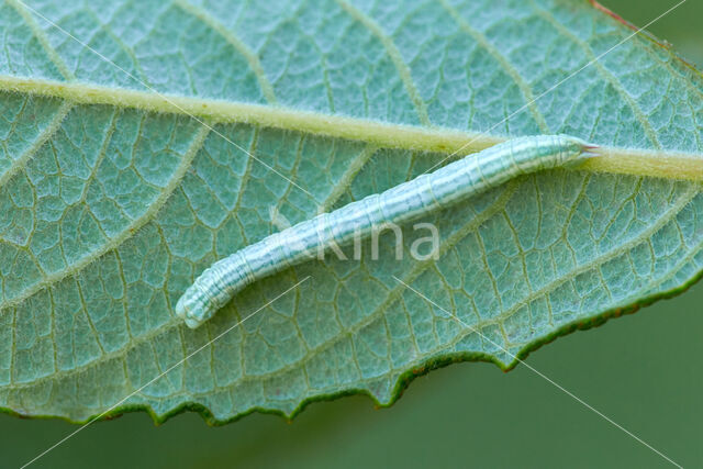 Kleine blokspanner (Pterapherapteryx sexalata)