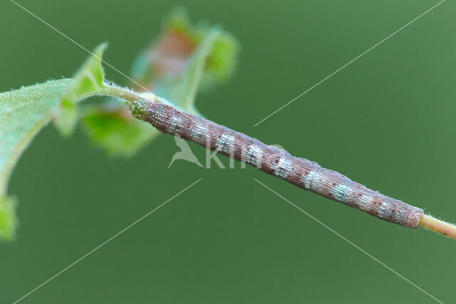 Berkenspikkelspanner (Aethalura punctulata)