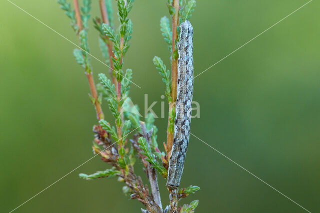 Gewone heispanner (Ematurga atomaria)