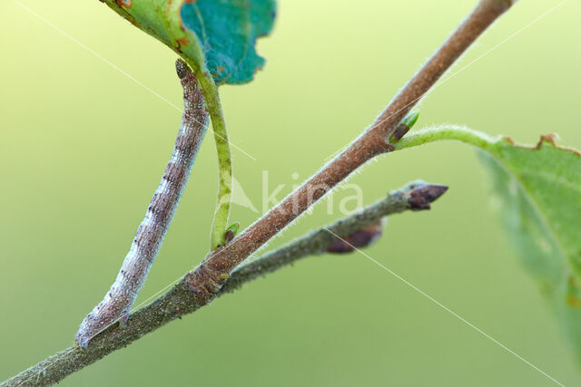 Grey Birch (Aethalura punctulata)