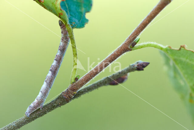 Berkenspikkelspanner (Aethalura punctulata)