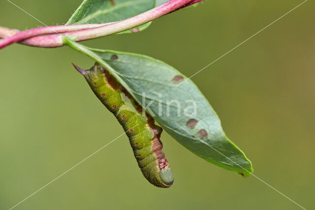 Glasvleugelpijlstaart (Hemaris fuciformis)