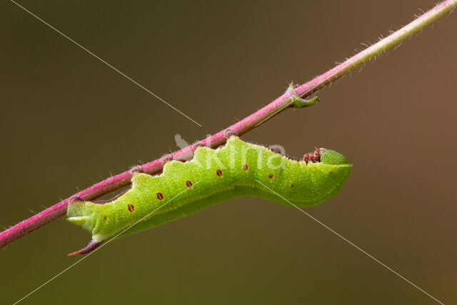 Glasvleugelpijlstaart (Hemaris fuciformis)