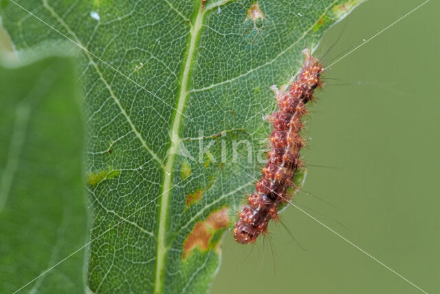 Least Black Arches (Nola confusalis)