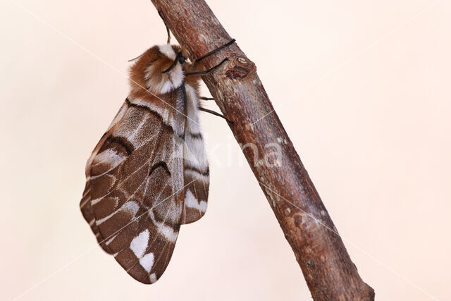 Gevlamde vlinder (Endromis versicolora)