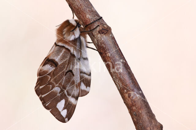 Kentish Glory (Endromis versicolora)