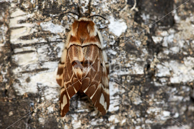 Gevlamde vlinder (Endromis versicolora)