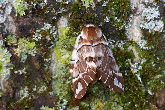 Gevlamde vlinder (Endromis versicolora)