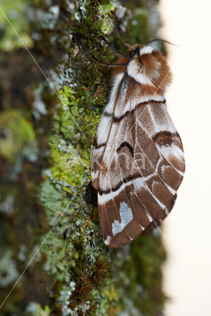 Gevlamde vlinder (Endromis versicolora)