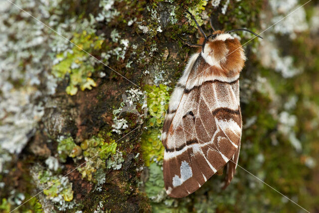 Gevlamde vlinder (Endromis versicolora)