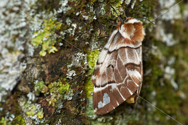 Gevlamde vlinder (Endromis versicolora)