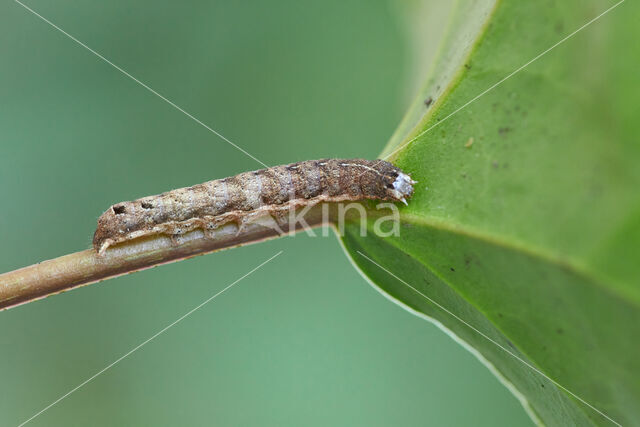 Lesser Broad-bordered Yellow Underwing (Noctua janthina)