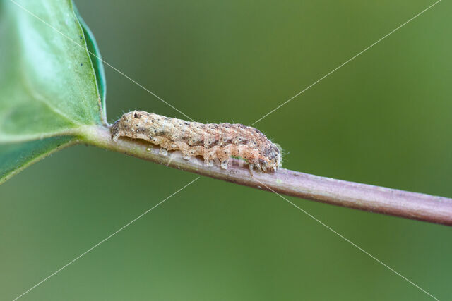 Lesser Broad-bordered Yellow Underwing (Noctua janthina)