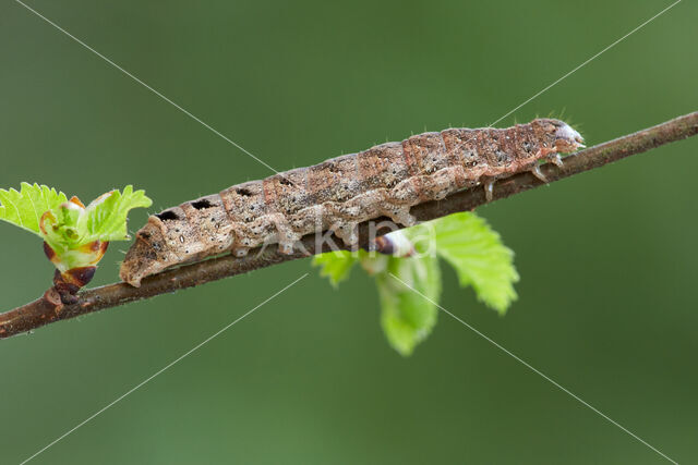 Lesser Broad-bordered Yellow Underwing (Noctua janthina)