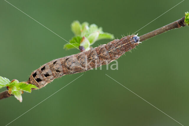 Lesser Broad-bordered Yellow Underwing (Noctua janthina)