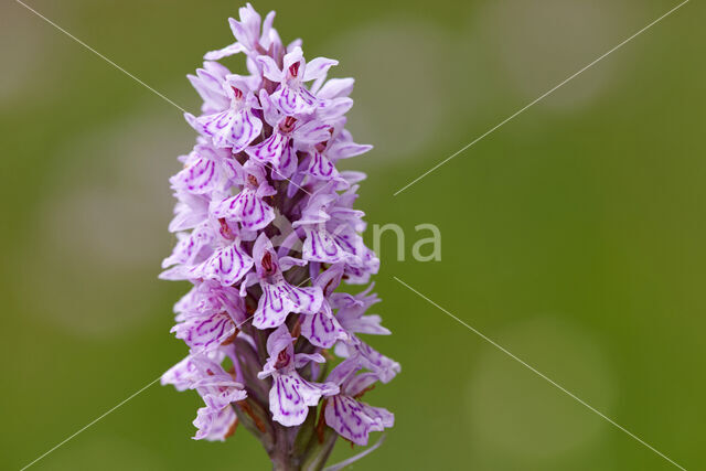 Common Spotted Orchid (Dactylorhiza fuchsii)