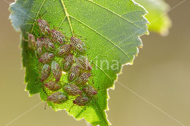 Parent Bug (Elasmucha grisea)