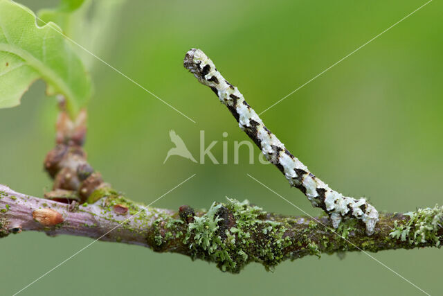 Getande spanner (Odontopera bidentata)