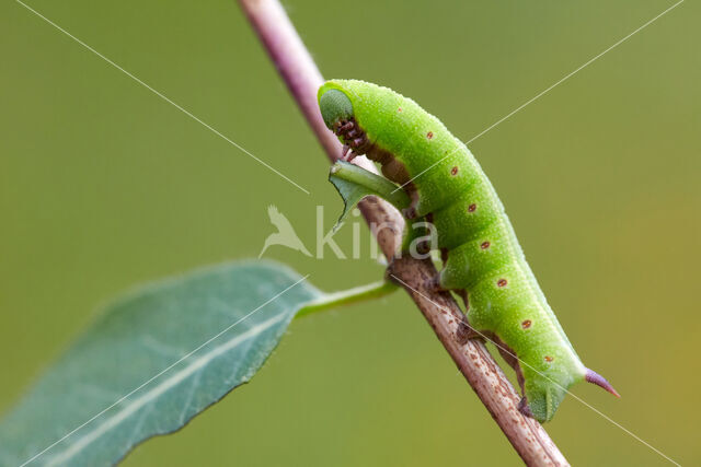 Broad-bordered Bee Hawk-moth (Hemaris fuciformis)