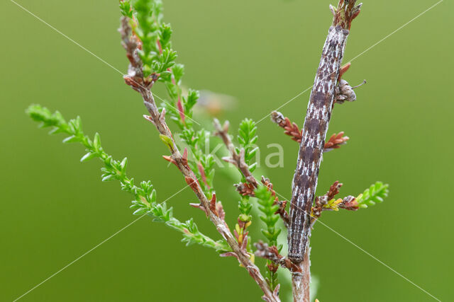 Gewone heispanner (Ematurga atomaria)