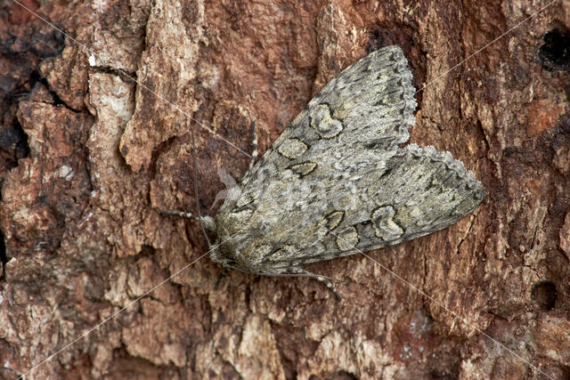 Marmeruil (Polia nebulosa)