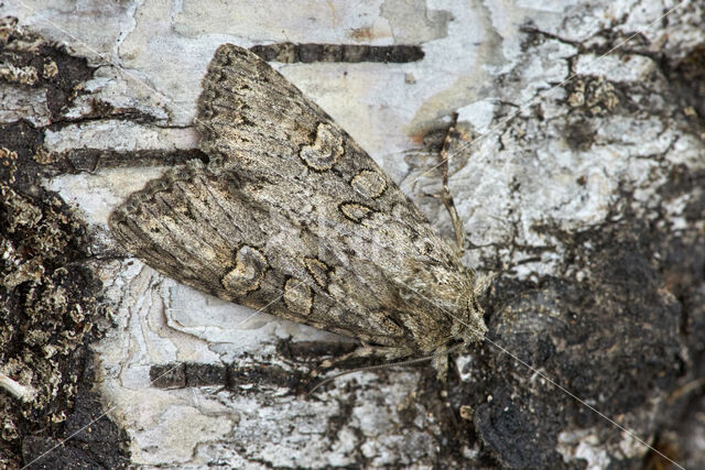 Grey Arches (Polia nebulosa)