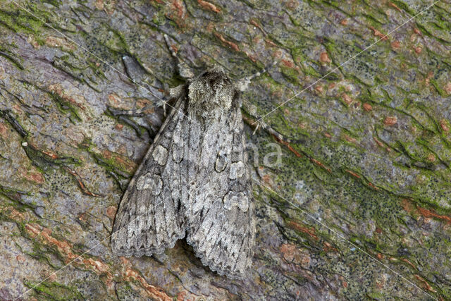 Grey Arches (Polia nebulosa)