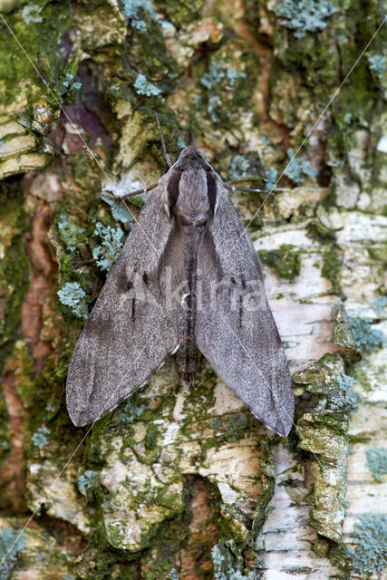 Dennenpijlstaart (Sphinx pinastri)