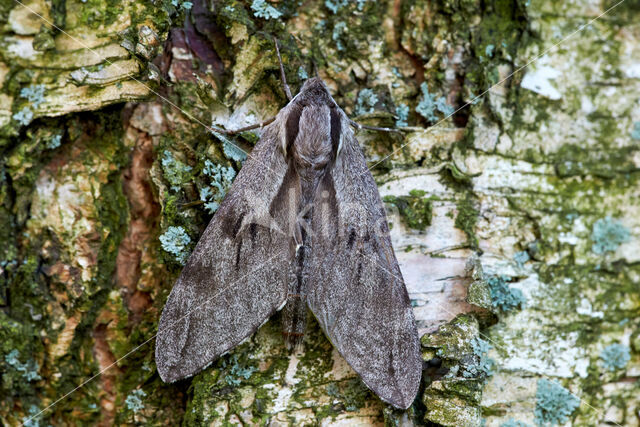 Dennenpijlstaart (Sphinx pinastri)