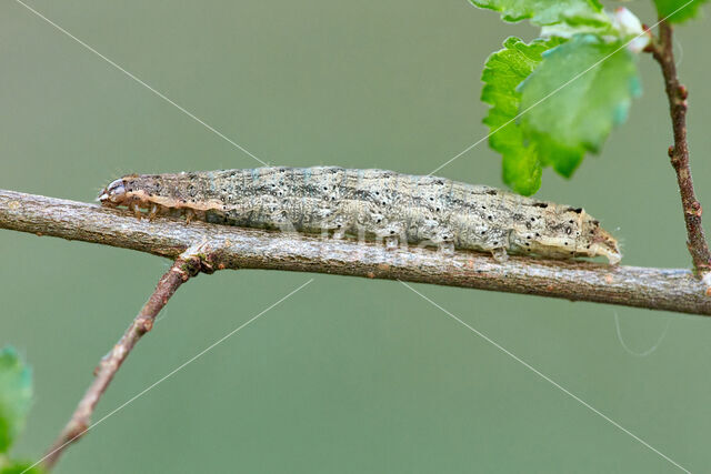 Lesser Broad-bordered Yellow Underwing (Noctua janthe)