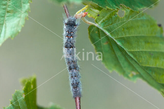 Espenblad (Phyllodesma tremulifolia)