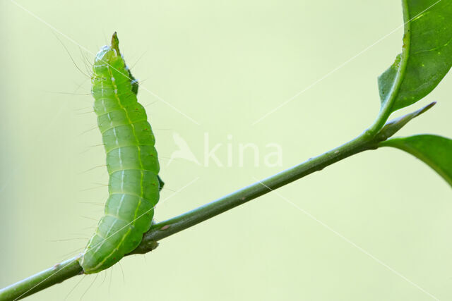 Schedeldrager (Craniophora ligustri)