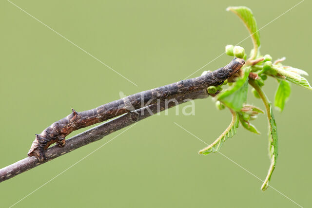 Oranje iepentakvlinder (Angerona prunaria)