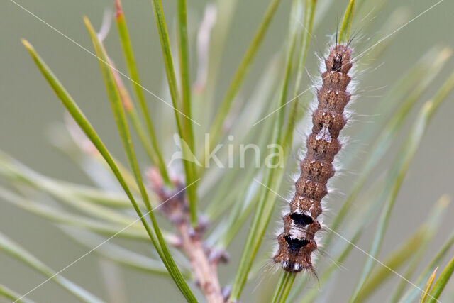 Dennenspinner (Dendrolimus pini)