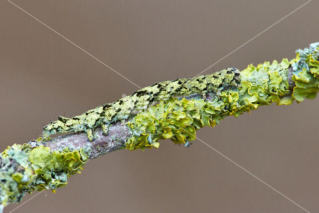 Bruine sikkeluil (Laspeyria flexula)