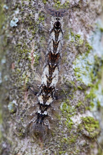 the Lappet (Gastropacha quercifolia)