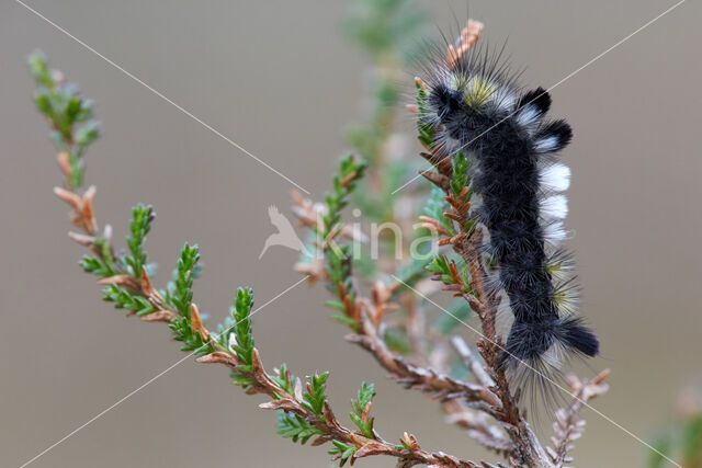 Grauwe borstel (Dicallomera fascelina)