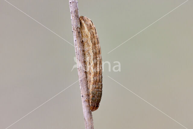 Square-spot Rustic (Xestia xanthographa)