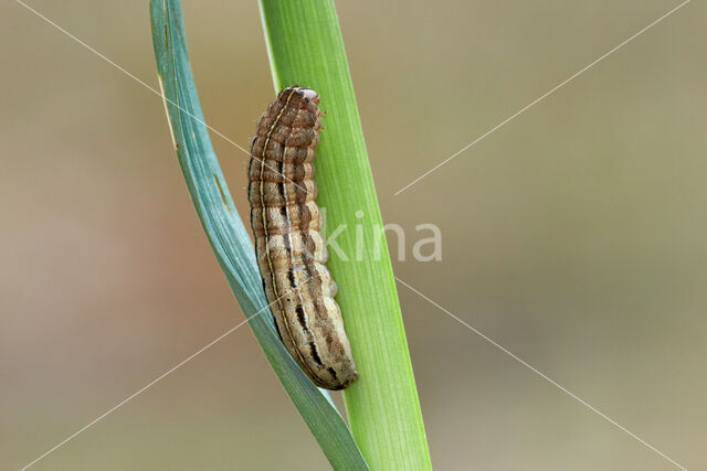 Vierkantvlekuil (Xestia xanthographa)