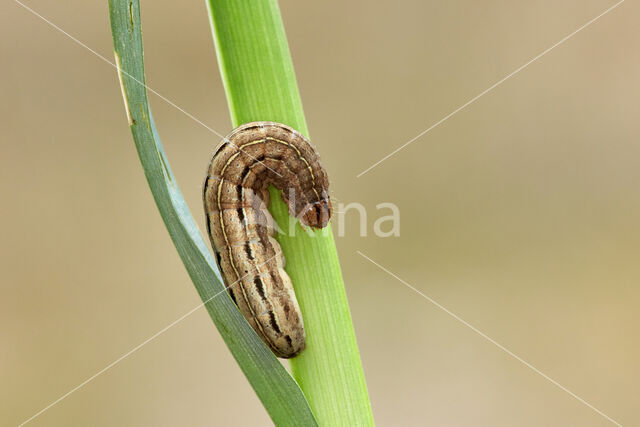 Square-spot Rustic (Xestia xanthographa)