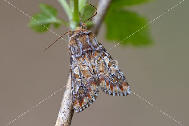 Pine Beauty (Panolis flammea)