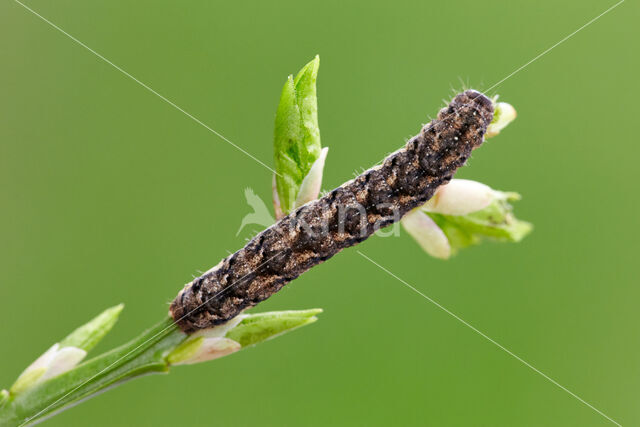 Grey Arches (Polia nebulosa)