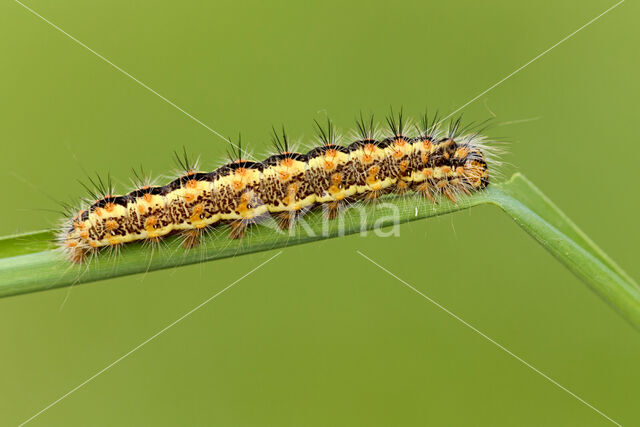 Kleine rietvink (Simyra albovenosa)