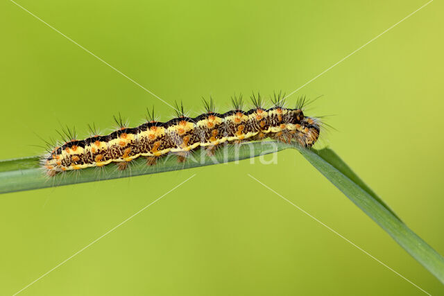 Reed Dagger (Simyra albovenosa)